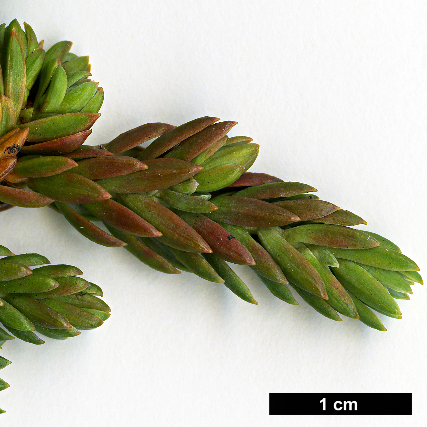 High resolution image: Family: Cupressaceae - Genus: Juniperus - Taxon: taxifolia - SpeciesSub: var. lutchuensis